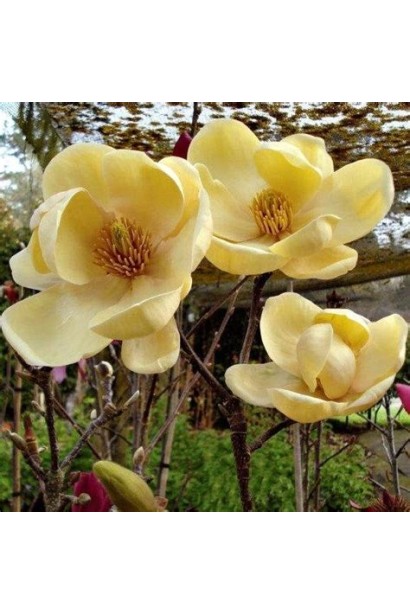 Крупний план квітки магнолії Honey Tulip із нижніми жовтими пелюстками. 